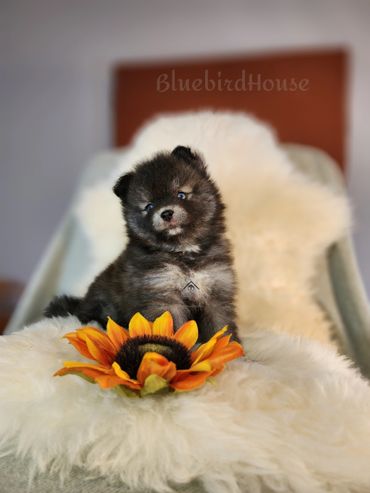Micro Toy wolf sable Pomsky puppy