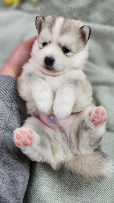 Silver Pomsky puppy