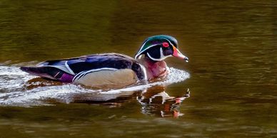 birdatching in the upper klamath basin. eco tour. skylakes wilderness adventures. adventure oregon.