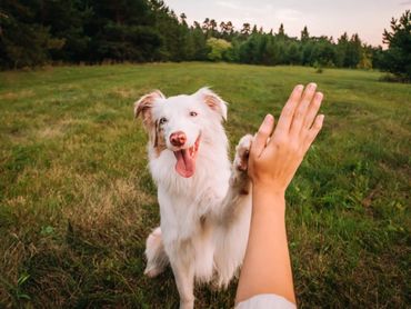 A happy dog gives a high five to a person in a grassy field.