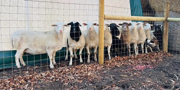 Lineup of Dorper ewes that produce our whole lambs.