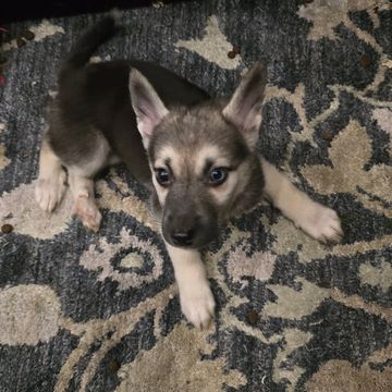 Adorable puppy lying on a patterned rug, looking up with curious eyes.