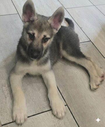 Young German Shepherd puppy lying on tiled floor.