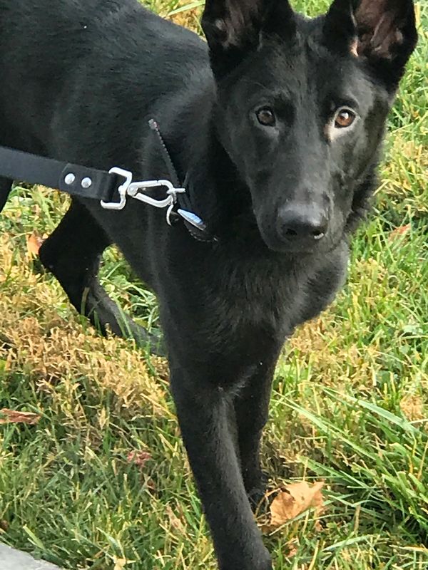 Black German Shepherd puppies for sale