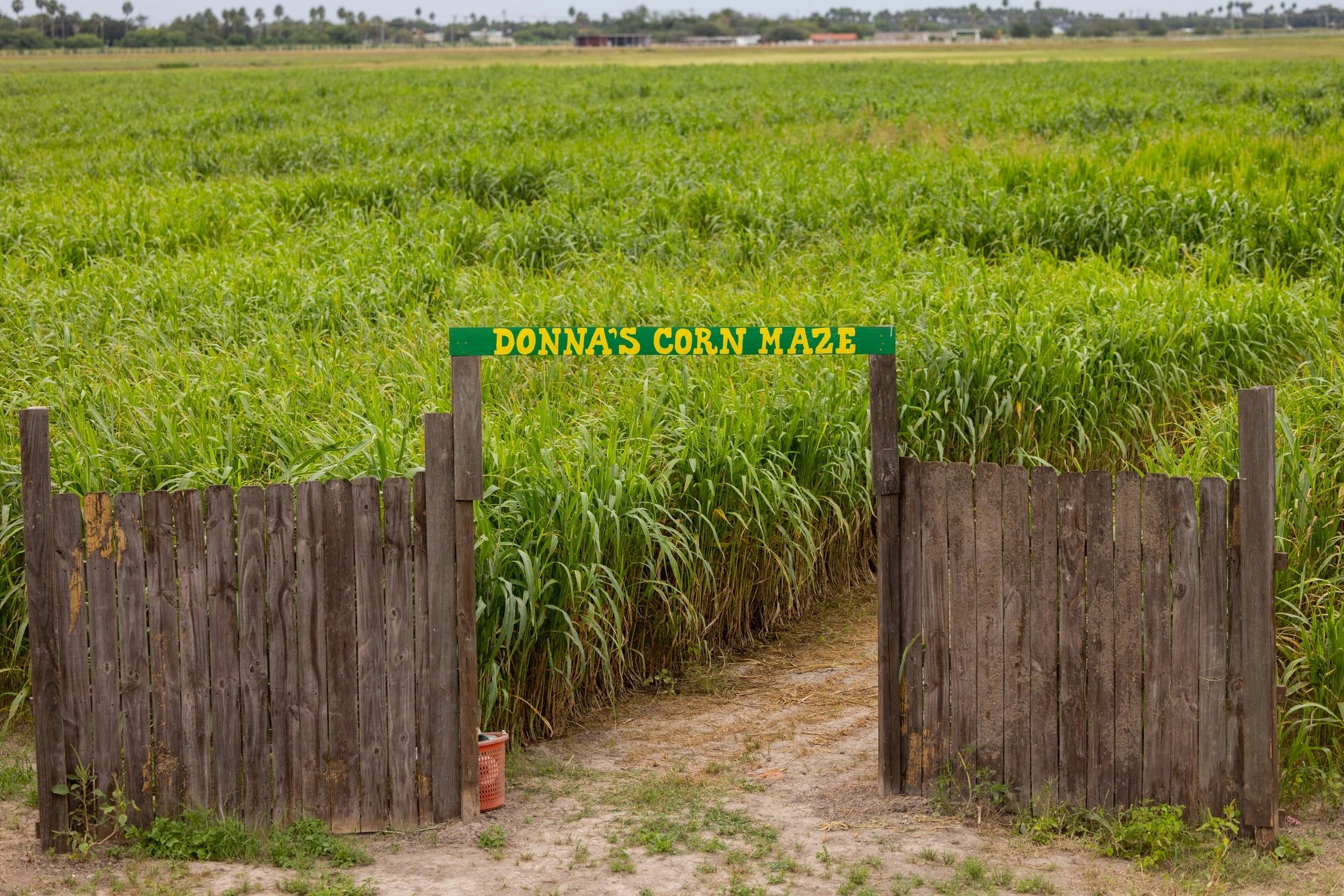 Donnas Corn Maze