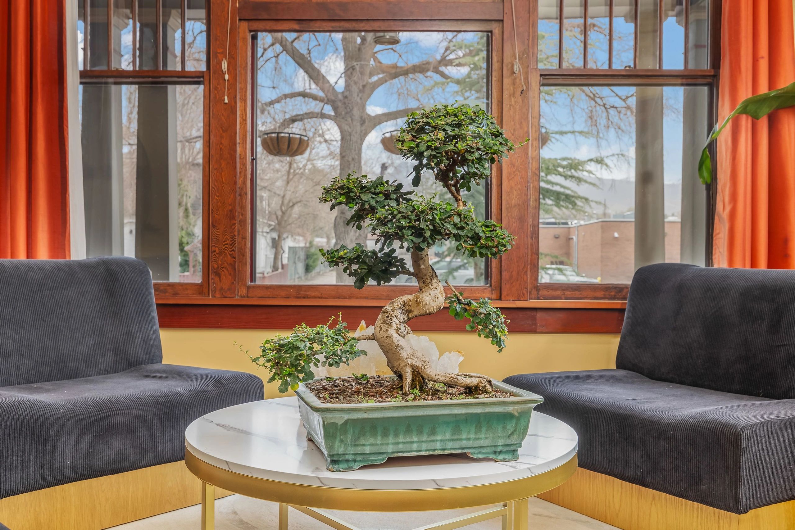 Bonsai Management Services for Expert Property Care