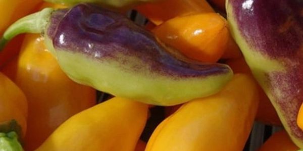 Purple-tinged green and orange chili peppers.