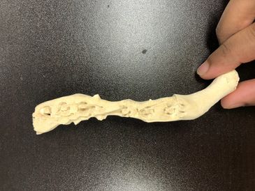 3D SLS printed Clavicle made with FibreTuff PAPC