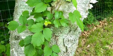 Poison Ivy Removal