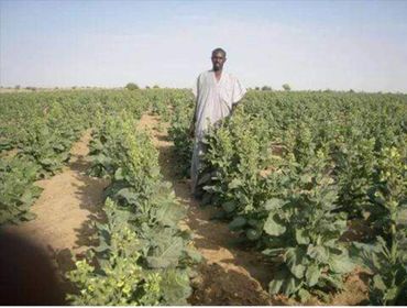 A man stands in the middle of a leafy green crop field under a clear sky.