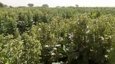 A vast field of green crops thriving under sunlight.