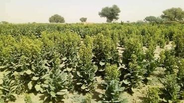 A field of green crops under a clear sky with scattered trees in the background.