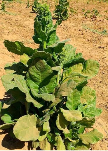 A green leafy plant growing in dry soil under bright sunlight.
