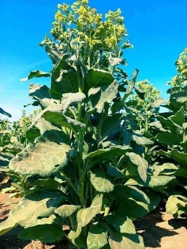 Tall green leafy plants with yellow flowers under a clear blue sky.