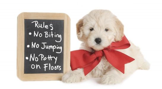 Puppy Imprinting