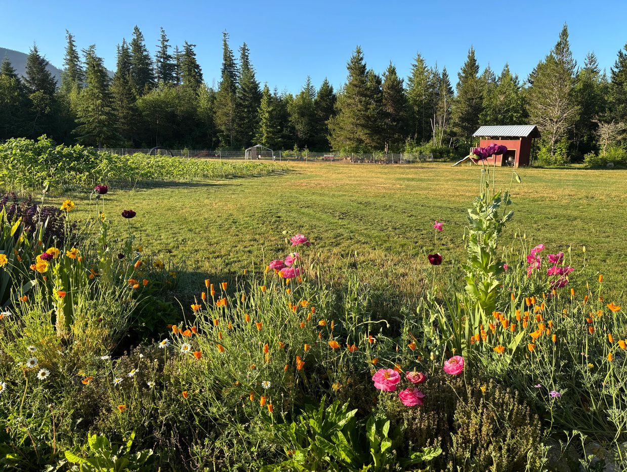 Wildflower garden with a backdrop of trees and a small shed.