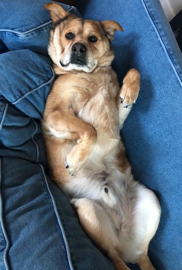 Photo by Tammy Ammon, My Farmtastic Life
Brown dog on blue sofa