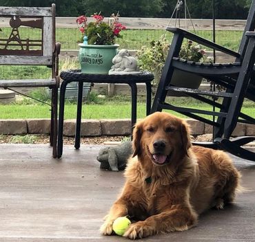 Photo by Tammy Ammon, My Farmtastic Life
Golden retriever dog with tennis ball