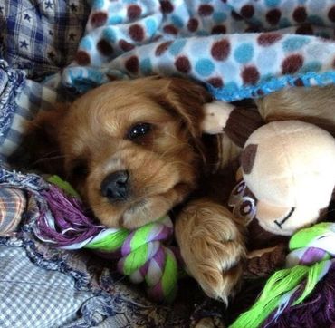 Photo by Tammy Ammon, My Farmtastic Life
Cocker spaniel puppy with dog toys