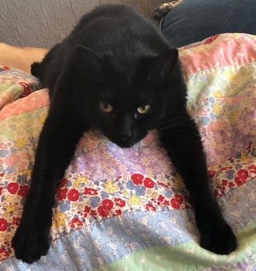 Photo by Tammy Ammon, My Farmtastic Life
Black cat laying on a quilt