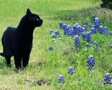 Photo by Tammy Ammon, My Farmtastic Life
Black cat in the Texas bluebonnets