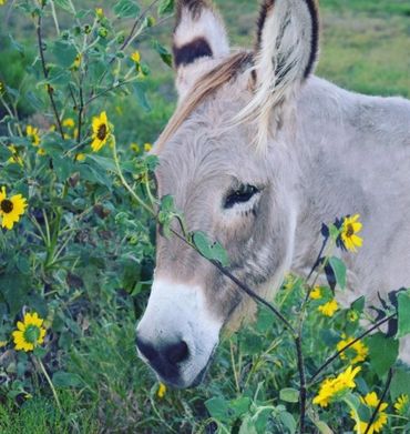 Photo by Tammy Ammon, My Farmtastic Life
Donkey in the sunflowers