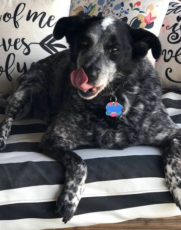Photo by Tammy Ammon, My Farmtastic Life
Blue healer dog laying on black and white striped bed.