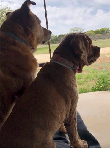 Photo by Tammy Ammon, My Farmtastic Life
Two dogs on a porch swing