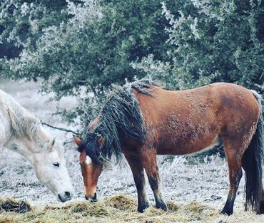 Photo by Tammy Ammon, My Farmtastic Life
Two mustang horses grazing on hay in t he snow