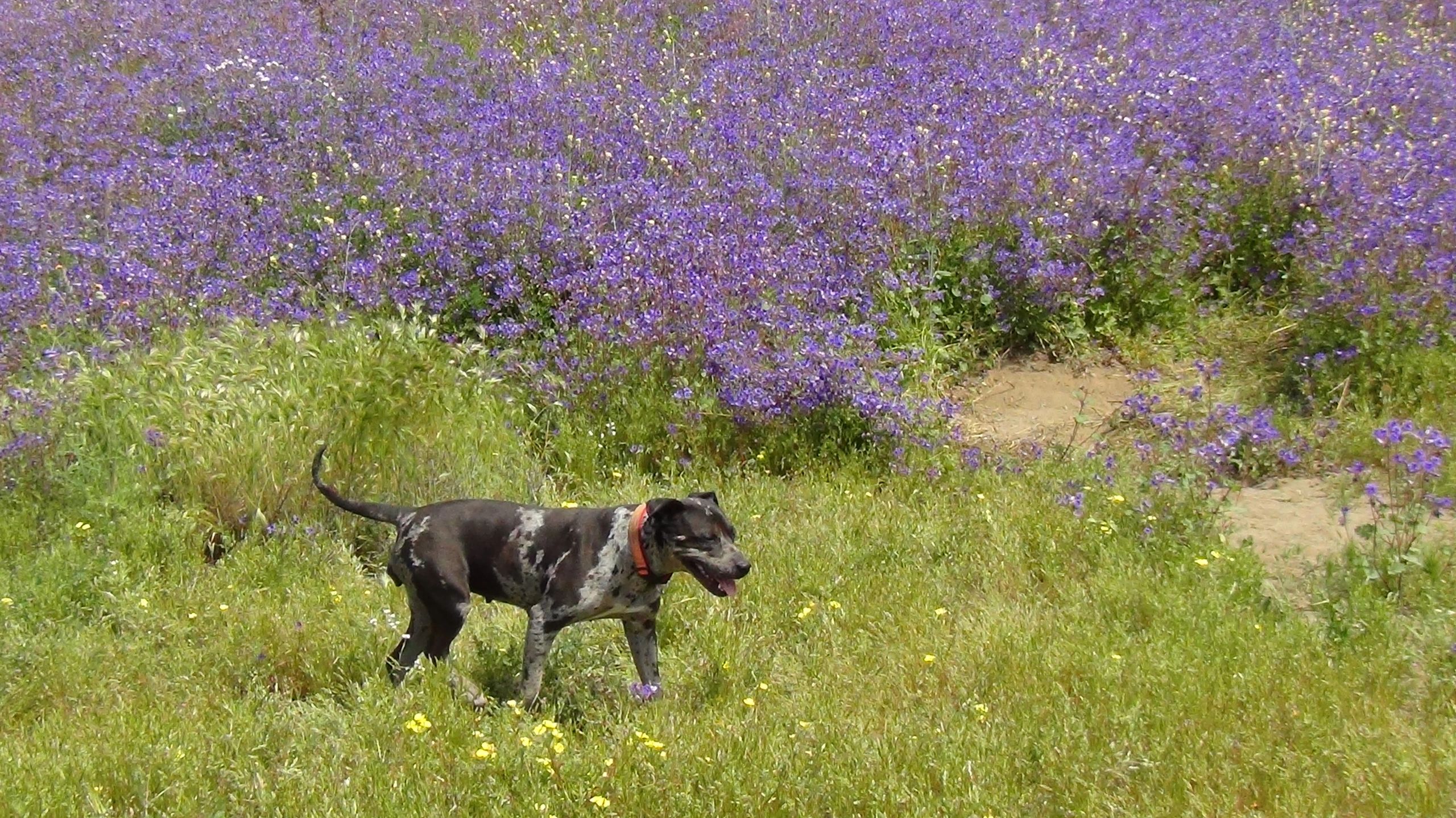 RV and Off Road Towed Vehicle Cover, Motorhome Bra, Protect a Tow