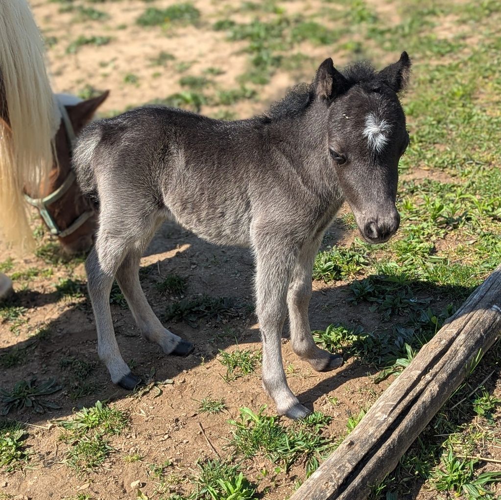 A young black foal with a white star on its forehead standing outdoors.