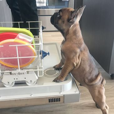 Denali at 10 weeks old helping with the dishes