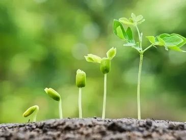 Plants germinating in a row from very small to open