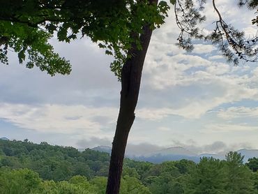 Scenic view of a forested landscape with a tree in the foreground under a cloudy sky.