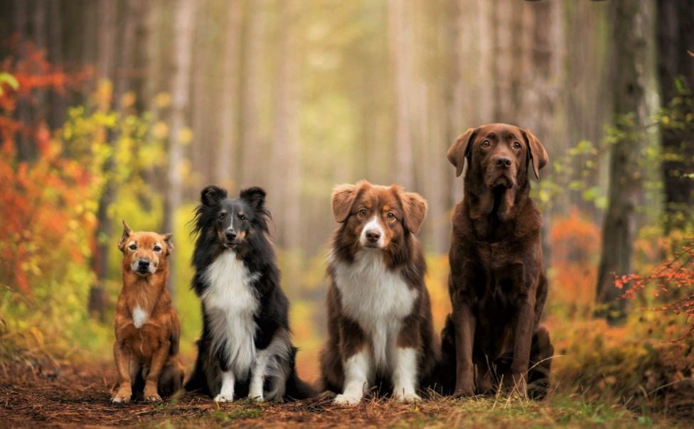 Стоковая фотография 1372756331: Image Dog Forest Field Natural Illustration | Shutterstock