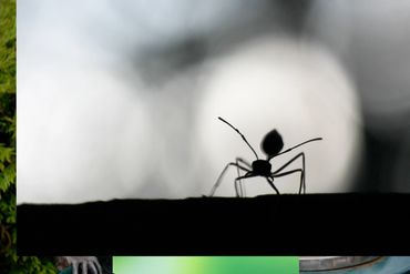 Carpenter Ants
