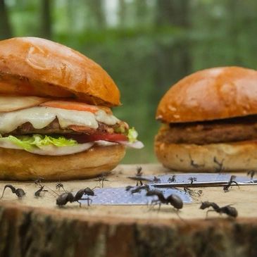 Ants love Burgers.
