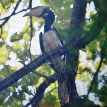 Malabar Pied Hornbill