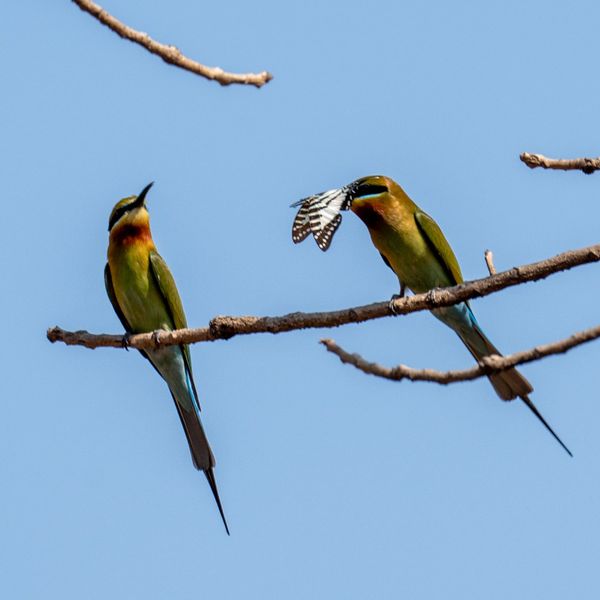 Blue tailed Green Bee eater