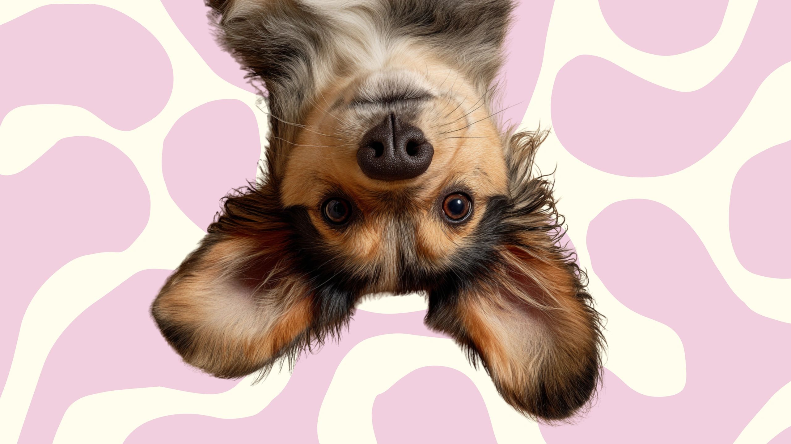 Pet Grooming Art in Gold Coast