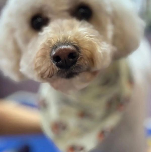 Pet Grooming Art in Gold Coast