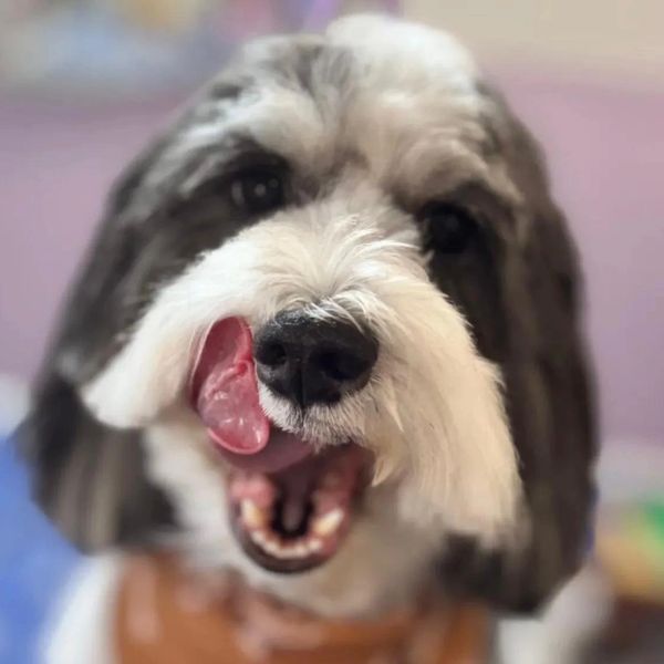 Pet Grooming Art in Gold Coast