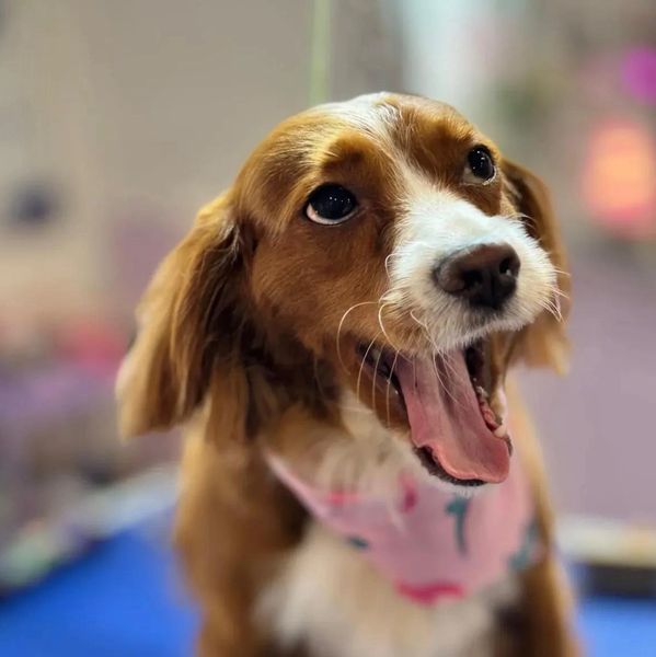 Pet Grooming Art in Gold Coast