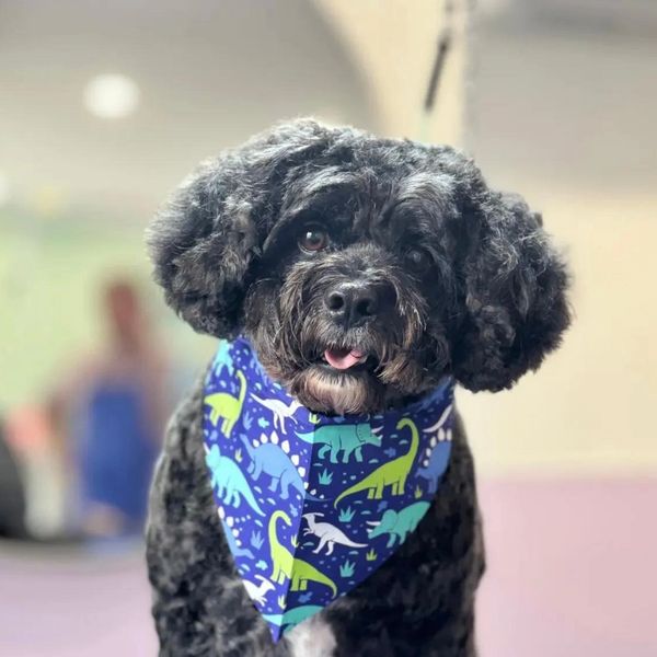 Pet Grooming Art in Gold Coast