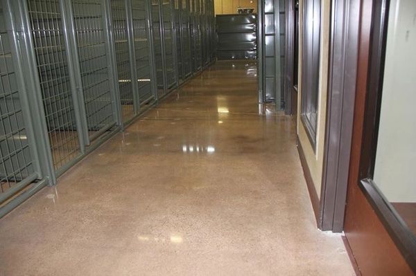 polished concrete floors at Camp Bow Wow, industrial polished concrete flooring Dallas Fort Worth