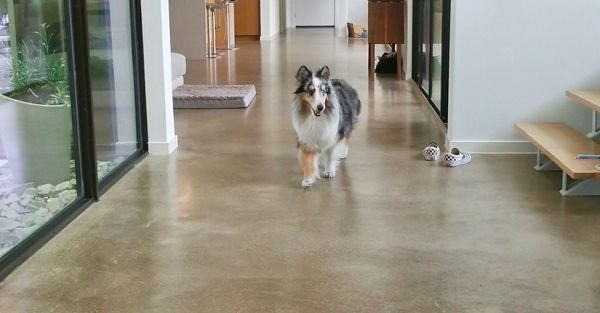 collie loving honed and polished concrete floors at the urban development