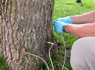 Sioux Falls Lawn Care Emerald Ash Borer Treatment