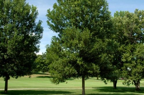 Sioux Falls Lawn Care and Emerald Ash Borer