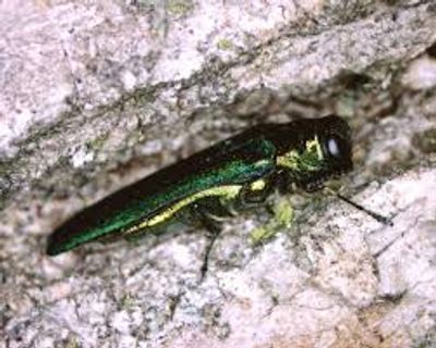 Sioux Falls Lawn Care and Emerald Ash Borer