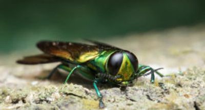 Sioux Falls Lawn Care Emerald Ash Borer